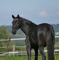 Vente de cheval : RHODE ISLAND FAST